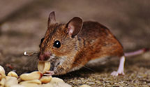 24 Hour & Emergency Exterminators in Amelia Court House, VA